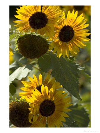 Sunflowers Bending On Their Tall Stalks by Darlyne A. Murawski Pricing Limited Edition Print image