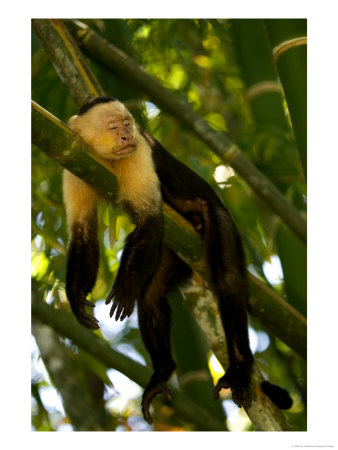 A White-Throated Capuchin Monkey Sleeping On A Bamboo Stalk (Cebus Capucinus) by Roy Toft Pricing Limited Edition Print image
