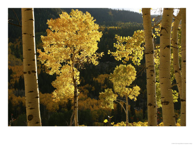 Autumn Colored Aspen Trees by Charles Kogod Pricing Limited Edition Print image