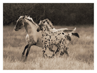 The Appaloosa by Robert Dawson Pricing Limited Edition Print image
