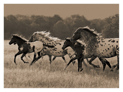 Appaloosa Run by Robert Dawson Pricing Limited Edition Print image