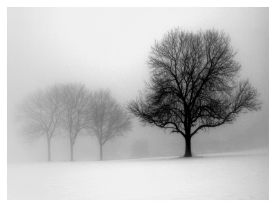 Winter Trees I by Ilona Wellmann Pricing Limited Edition Print image