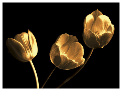 Tulip Trio by Ilona Wellmann Pricing Limited Edition Print image