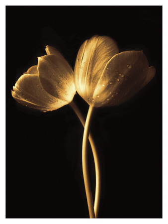 Illuminated Tulips I by Ilona Wellmann Pricing Limited Edition Print image