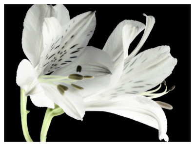 Lily I by Dianne Poinski Pricing Limited Edition Print image