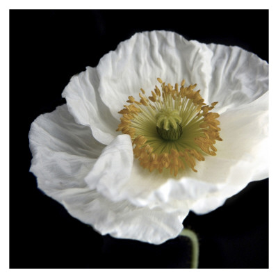 Iceland Poppy by Alicia Bock Pricing Limited Edition Print image