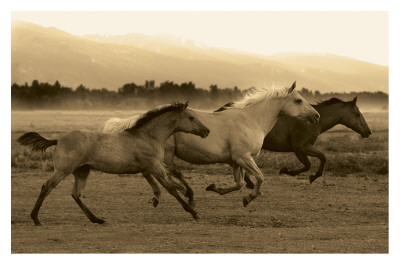 Horse Trio by Robert Dawson Pricing Limited Edition Print image