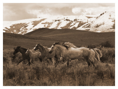 Horses Running by Robert Dawson Pricing Limited Edition Print image