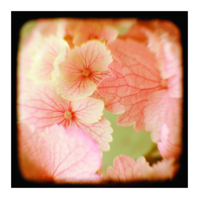 Hydrangea Ii by Alicia Bock Pricing Limited Edition Print image