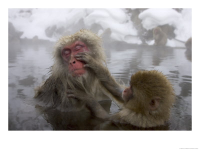 Snow Monkeys (Macaca Fuscata) Bathing In Natural Hot Springs by Roy Toft Pricing Limited Edition Print image