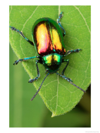 A Dogbane Leaf Beetle, Chryschus Cobaltinus, Eating Dogbane Leaf by George Grall Pricing Limited Edition Print image