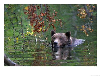 An Alaskan Brown Bear Swims In A River With An Overhang Of Fall Leaves (Ursus Arctos) by Roy Toft Pricing Limited Edition Print image