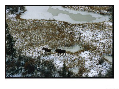 Aerial Of A Male And Female Moose Walking Through A Snowy Wetland by Norbert Rosing Pricing Limited Edition Print image