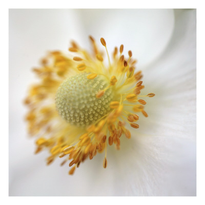Iceland Poppy I by Alicia Bock Pricing Limited Edition Print image