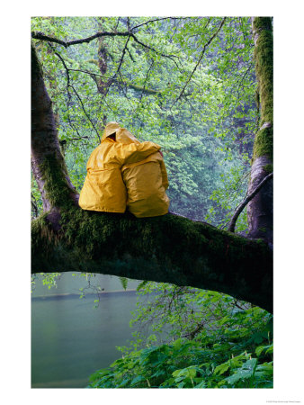 Couple Sitting On A Branch In A Rainforest During A Storm, Canada by Philip Smith Pricing Limited Edition Print image