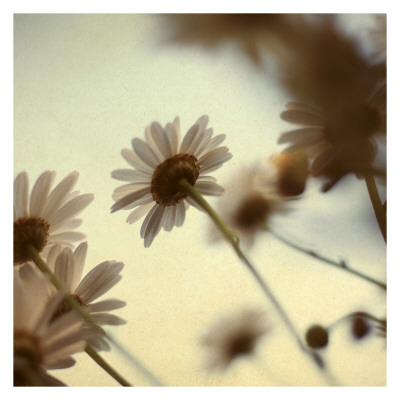 Daisy Ii by Alicia Bock Pricing Limited Edition Print image