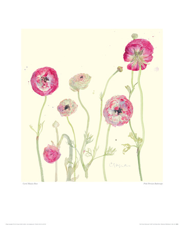 Pink Persian Buttercups by Carol Matyia Ross Pricing Limited Edition Print image