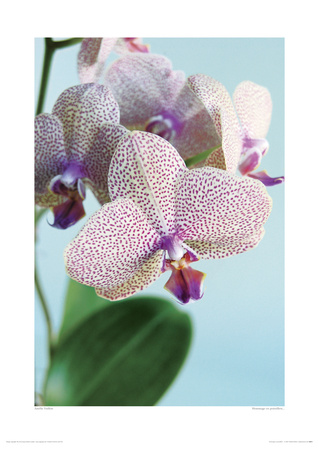 Hommage En Pointillets... by Amelie Vuillon Pricing Limited Edition Print image