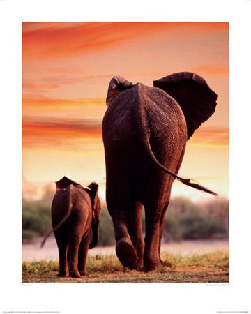 Elephant Cow With Calf by Tim Davis Pricing Limited Edition Print image