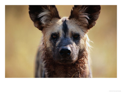 Portrait Of Adult African Wild Dog (Lycaon Pictus), Moremi Wildlife Reserve, Botswana by Andrew Parkinson Pricing Limited Edition Print image