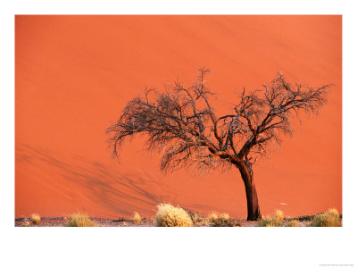 Acacia Tree In Front Of Dune, Sossusvlei, Namibia by Andrew Parkinson Pricing Limited Edition Print image