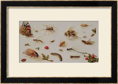 A Study Of Insects by Jan Brueghel The Younger Pricing Limited Edition Print image
