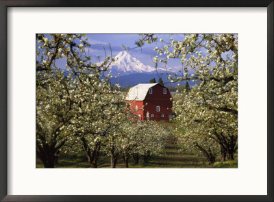 Red Barn In Pear Orchard, Mt. Hood, Hood River County, Oregon, Usa by Julie Eggers Pricing Limited Edition Print image