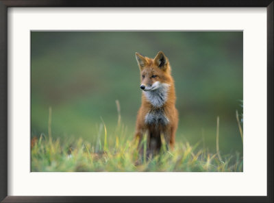 Red Fox by Joel Sartore Pricing Limited Edition Print image