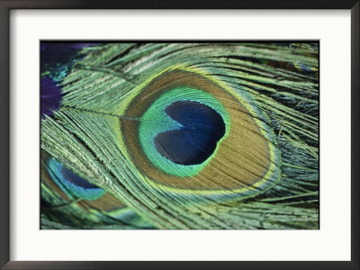 A Close-Up Of A Peacock Feather by Todd Gipstein Pricing Limited Edition Print image