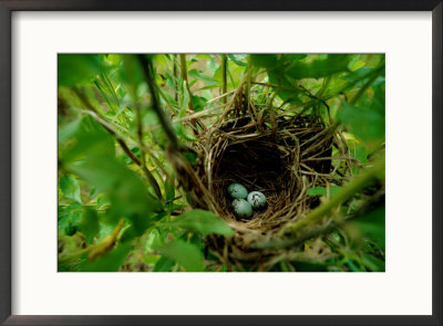 Bird Nest With Eggs by James P. Blair Pricing Limited Edition Print image