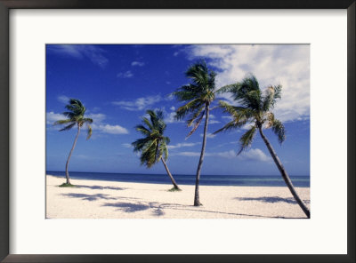 Palm Trees On Beach, Key West, Fl by Rick Bostick Pricing Limited Edition Print image