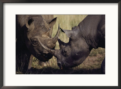 A Pair Of Black Rhinoceroses Graze by Jodi Cobb Pricing Limited Edition Print image