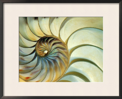 Close-Up Of Nautilus Shell Spirals by Eric Kamp Pricing Limited Edition Print image