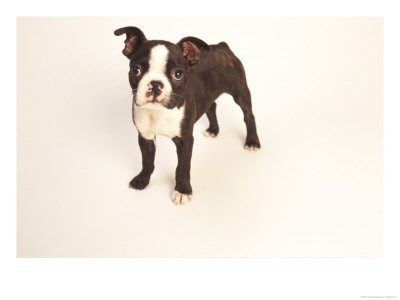 Boston Terrier Puppy by Fogstock Llc Pricing Limited Edition Print image