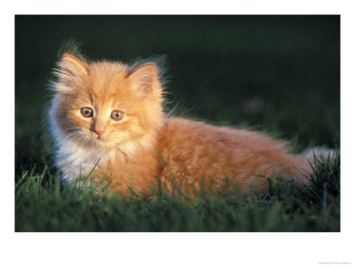 Kitten In The Grass by Fogstock Llc Pricing Limited Edition Print image