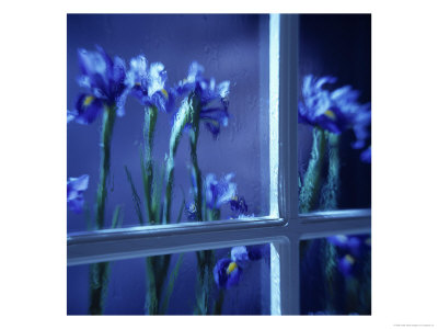 Irises Seen Through A Rainy Window by Fogstock Llc Pricing Limited Edition Print image