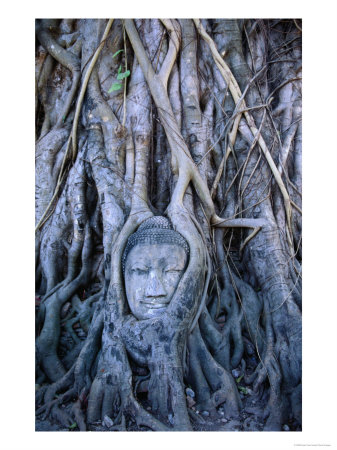 Buddha Statue In Tree At Ayuthaya Historical Park, Ayuthaya Historical Park, Thailand by Ryan Fox Pricing Limited Edition Print image