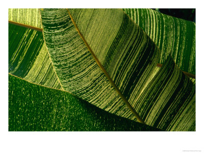 Banana Palm Frond Detail, Usa by Nicholas Pavloff Pricing Limited Edition Print image