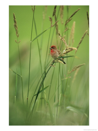 Finch Perched On Grass With Seed Heads by Klaus Nigge Pricing Limited Edition Print image