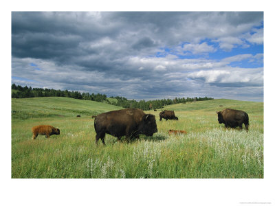 Bison And Their Calves Graze In Custer State Park by Annie Griffiths Belt Pricing Limited Edition Print image