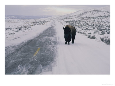 A Lone Bison Appears On A Long Stretch Of Snow-Covered Road by Joel Sartore Pricing Limited Edition Print image