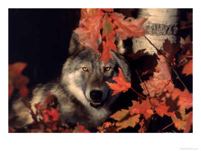 Gray Wolf Peeks Through Leaves, Canis Lupus by Lynn M. Stone Pricing Limited Edition Print image
