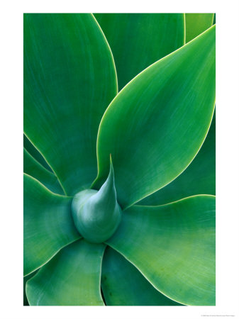 Detail Of Agave Attenuata, Santa Barbara, Usa by Mark & Audrey Gibson Pricing Limited Edition Print image