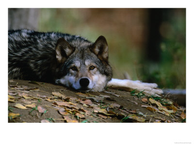 Wolf (Canis Lupus) Lying Down, Usa by Carol Polich Pricing Limited Edition Print image