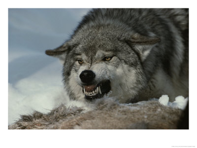 Alpha Male Gray Wolf Dominates A Deer Carcass by Jim And Jamie Dutcher Pricing Limited Edition Print image
