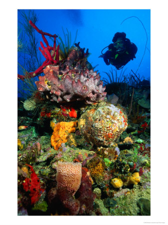 Diving In Colourful Reef, South Of Scott's Head Village, Scott's Head, Dominica by Michael Lawrence Pricing Limited Edition Print image