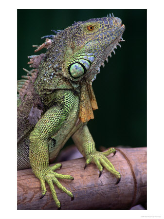 Close-Up Of A Green Iguana (Iguana Iguana), Costa Rica by Alfredo Maiquez Pricing Limited Edition Print image
