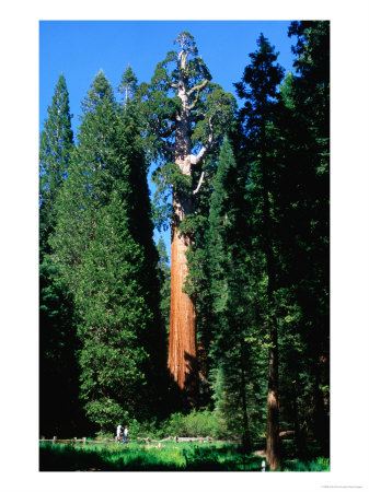 General Grant Tree In Grant Grove, Kings Canyon National Park, Usa by John Elk Iii Pricing Limited Edition Print image