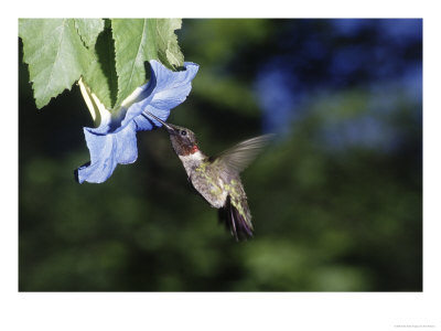 Male Ruby Throat Hummingbird, Archilochus Colubris by Ken Wardius Pricing Limited Edition Print image