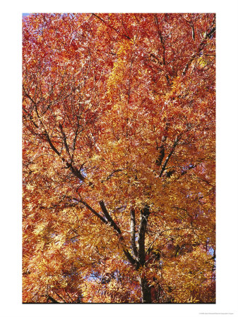 A Claret Ash Tree In Its Autumn Colors by Jason Edwards Pricing Limited Edition Print image